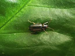 Attēlu rezultāti vaicājumam “Orsodacne cerasi”