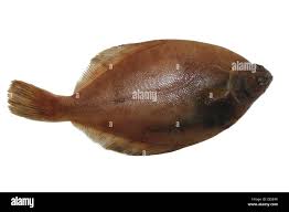 Image result for Limanda limanda