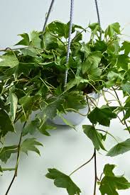 Attēlu rezultāti vaicājumam “Hedera helix  leaf”