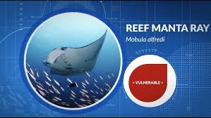 Image result for Mobula alfredi