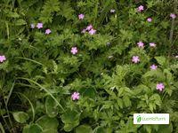 Attēlu rezultāti vaicājumam “Geranium palustre leaf”