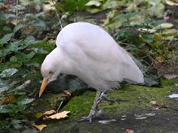 Attēlu rezultāti vaicājumam “Bubulcus ibis”