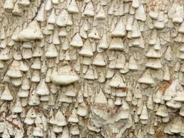 Attēlu rezultāti vaicājumam “Antrodia xantha”