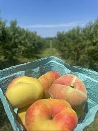 Image result for donut peach