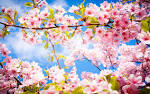 45+ Most Wanted Beautiful Spring Wallpapers | Stylonica