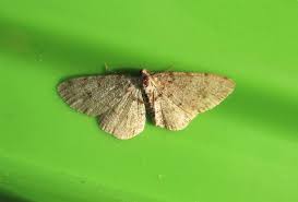 Attēlu rezultāti vaicājumam “Aethalura punctulata”