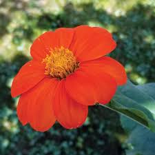 Image result for Tithonia rotundifolia