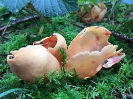 Attēlu rezultāti vaicājumam “Otidea bufonia”