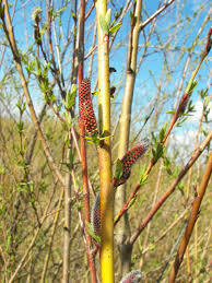 Attēlu rezultāti vaicājumam “Salix myrsinifolia male flower”