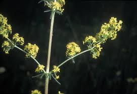 Attēlu rezultāti vaicājumam “Galium verum leaf”