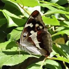 Attēlu rezultāti vaicājumam “Apatura iris male”