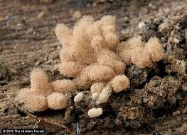 Attēlu rezultāti vaicājumam “Arcyria minuta stalked”