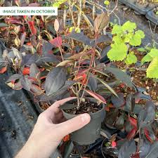Attēlu rezultāti vaicājumam “Aronia melanocarpa bud”