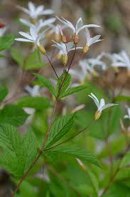 Attēlu rezultāti vaicājumam “Gillenia trifoliata flower”
