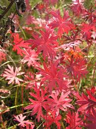 Attēlu rezultāti vaicājumam “Geranium sanguineum”