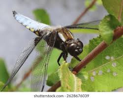 Attēlu rezultāti vaicājumam “Libellula depressa male”
