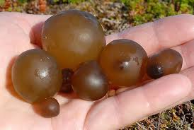 Attēlu rezultāti vaicājumam “Nostoc pruniforme”