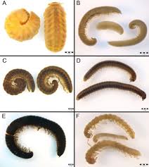 Attēlu rezultāti vaicājumam “Polyzonium germanicum”