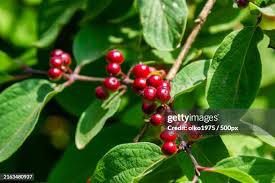 Attēlu rezultāti vaicājumam “Lonicera xylosteum fruit”