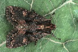 Attēlu rezultāti vaicājumam “Mniotype satura”