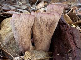 Attēlu rezultāti vaicājumam “Gomphus clavatus”