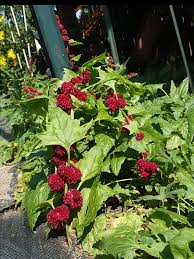 Attēlu rezultāti vaicājumam “Chenopodium polyspermum fruit”