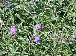 Attēlu rezultāti vaicājumam “Centaurea jacea fruit”