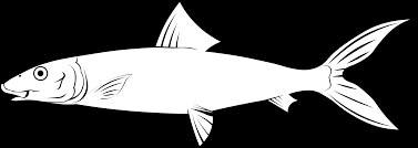 Image result for Albula vulpes