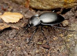 Attēlu rezultāti vaicājumam “Carabus glabratus”