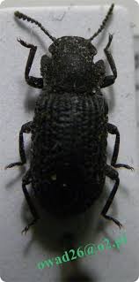 Attēlu rezultāti vaicājumam “Bolitophagus reticulatus”