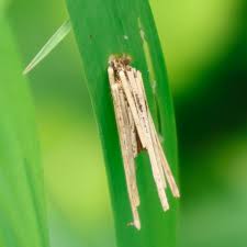 Attēlu rezultāti vaicājumam “Psyche casta larva”