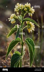 Attēlu rezultāti vaicājumam “Vincetoxicum hirundinaria fruit”