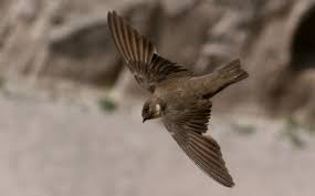 Image result for Ptyonoprogne rupestris