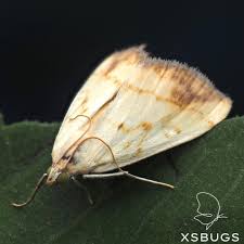 Attēlu rezultāti vaicājumam “Evergestis extimalis”