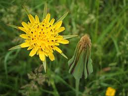 Image result for Tragopogon pratensis