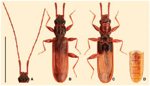 Attēlu rezultāti vaicājumam “Dendrophagus crenatus”