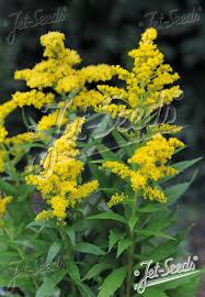 Attēlu rezultāti vaicājumam “Solidago canadensis”