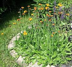 Attēlu rezultāti vaicājumam “Pilosella aurantiaca flower”