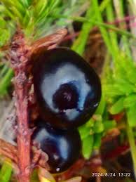 Attēlu rezultāti vaicājumam “Empetrum nigrum fruit”