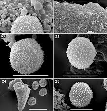 Attēlu rezultāti vaicājumam “Diderma chondrioderma sessile”