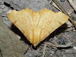 Attēlu rezultāti vaicājumam “Ennomos autumnaria”