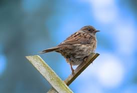 Image result for Passer montanus