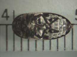 Attēlu rezultāti vaicājumam “Dermestidae”