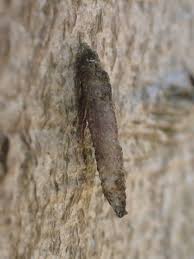 Attēlu rezultāti vaicājumam “Taleporia tubulosa”