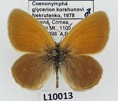 Attēlu rezultāti vaicājumam “Coenonympha glycerion”