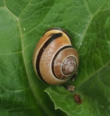 Attēlu rezultāti vaicājumam “Cepaea nemoralis”