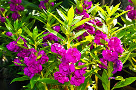 Image result for Impatiens balsamina