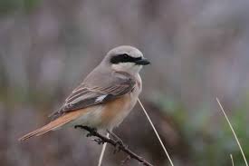 Image result for Lanius isabellinus