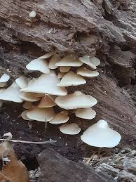 Attēlu rezultāti vaicājumam “Crepidotus applanatus”