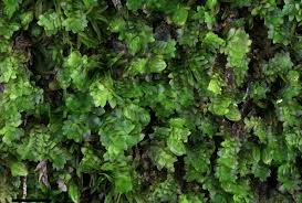 Attēlu rezultāti vaicājumam “Diplophyllum albicans”